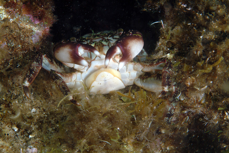 Sacculina su Pachygrapsus marmoratus